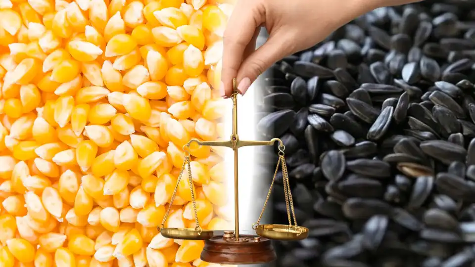 Судова справа триває 9 років: на Кіровоградщині не можуть покарати винних у зникненні 800 тонн зерна