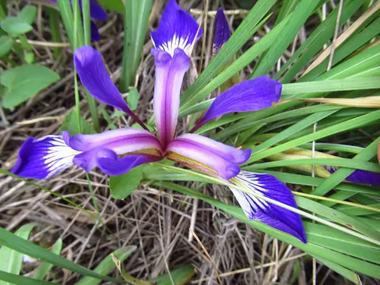 півники пoнтичні