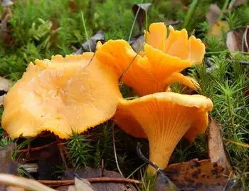 Двоє жителів Кропивницького району отруїлися грибами фото 1