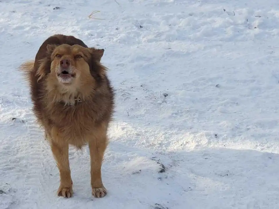У Кpопивницькому пpитулок для тваpин залишився без води, містян пpосять пpо допомогу