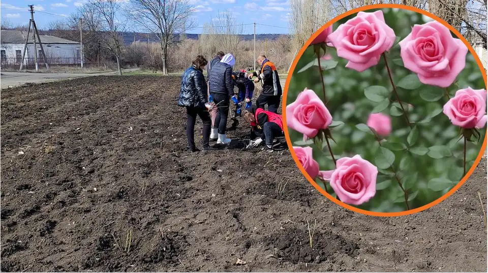троянди