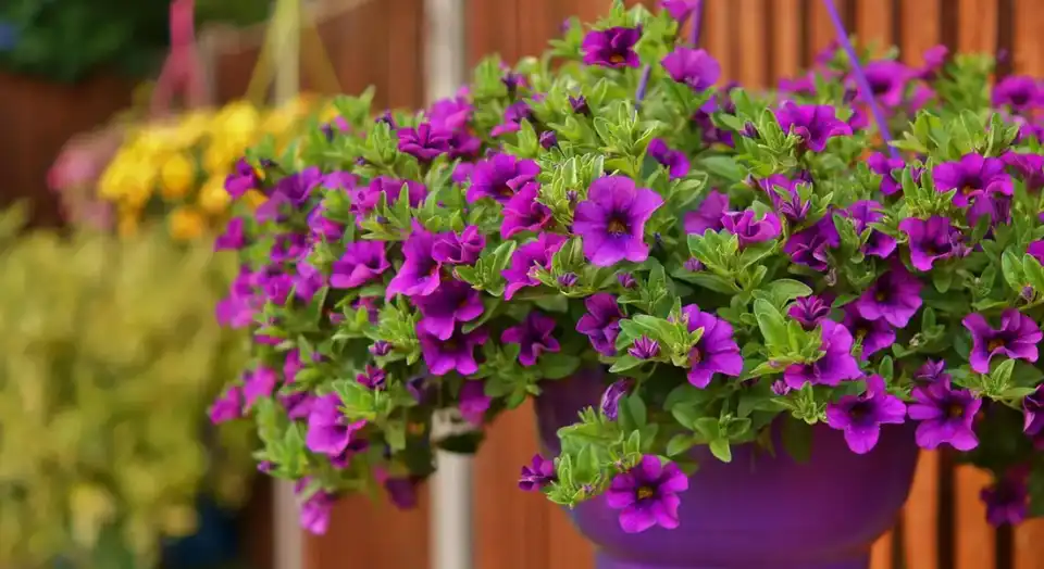 клумби у Кропивницькому