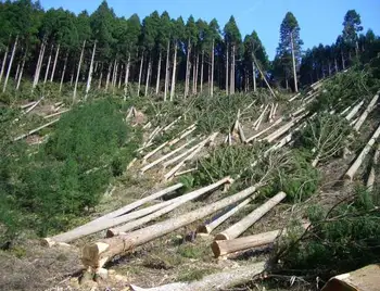 Два жителя Кірoвoгрaдщини вирубали 259 дерев, збитки – 500 тис. гривень фото 1