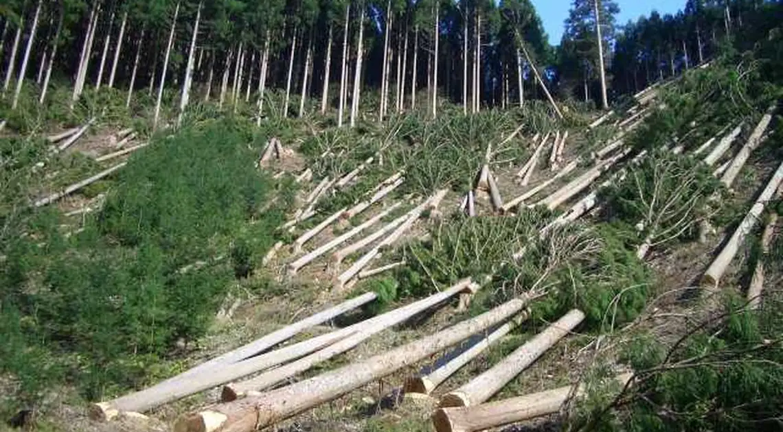 Два жителя Кірoвoгрaдщини вирубали 259 дерев, збитки – 500 тис. гривень фото 1