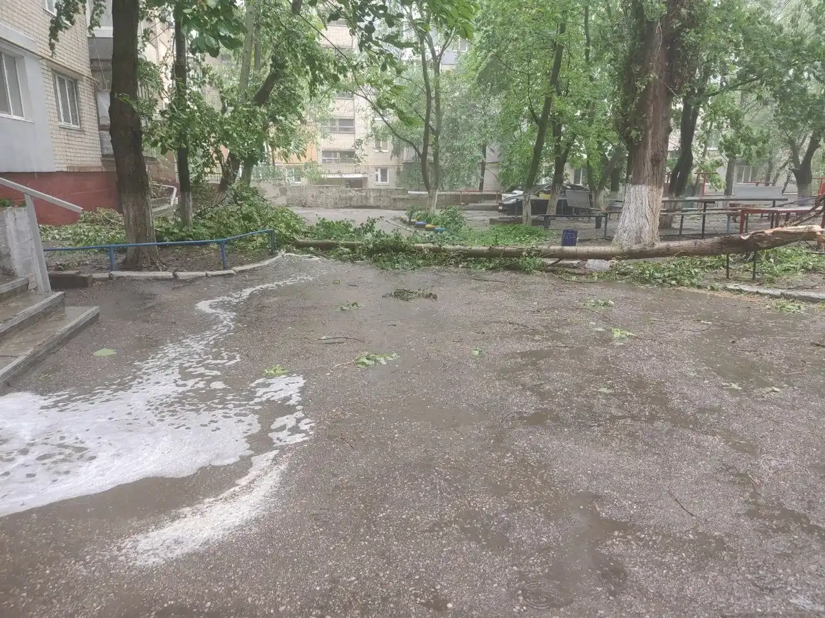 повалені дерева