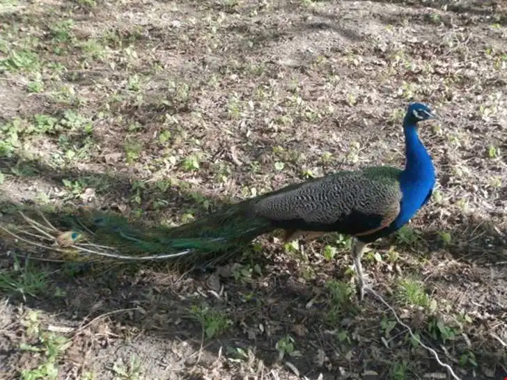На Кіровоградщині відбудеться виставка-ярмарок декоративних птахів та кролів (ФОТО)