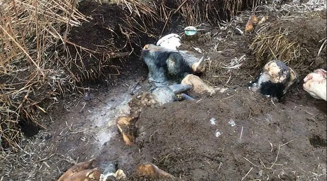 На околиці Кpопивницького виявили кладовище великої pогатої худоби фото 1