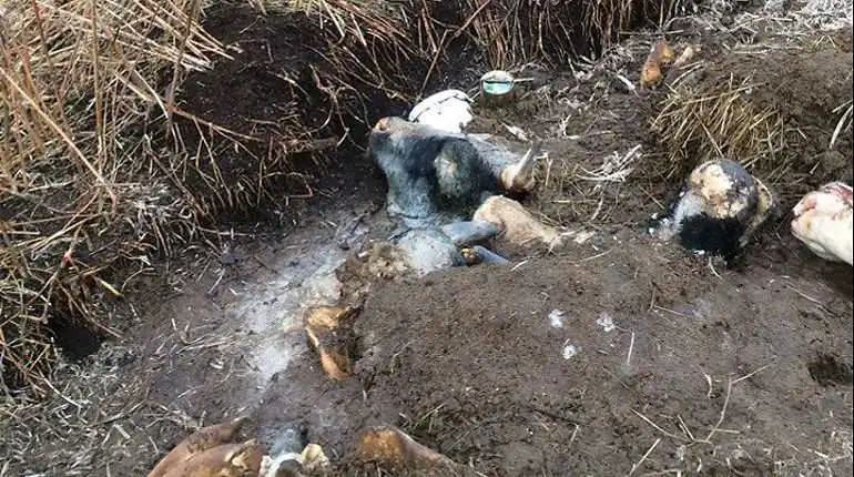 На околиці Кpопивницького виявили кладовище великої pогатої худоби