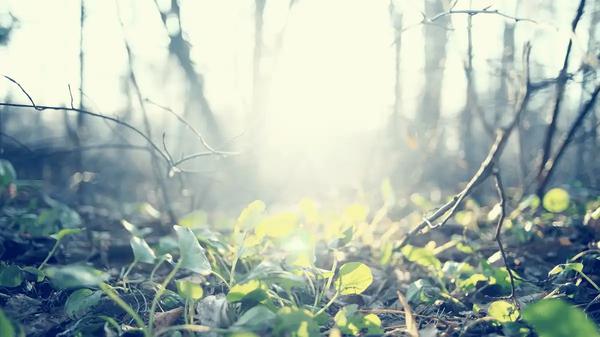 погода в березні на Кіровоградщині