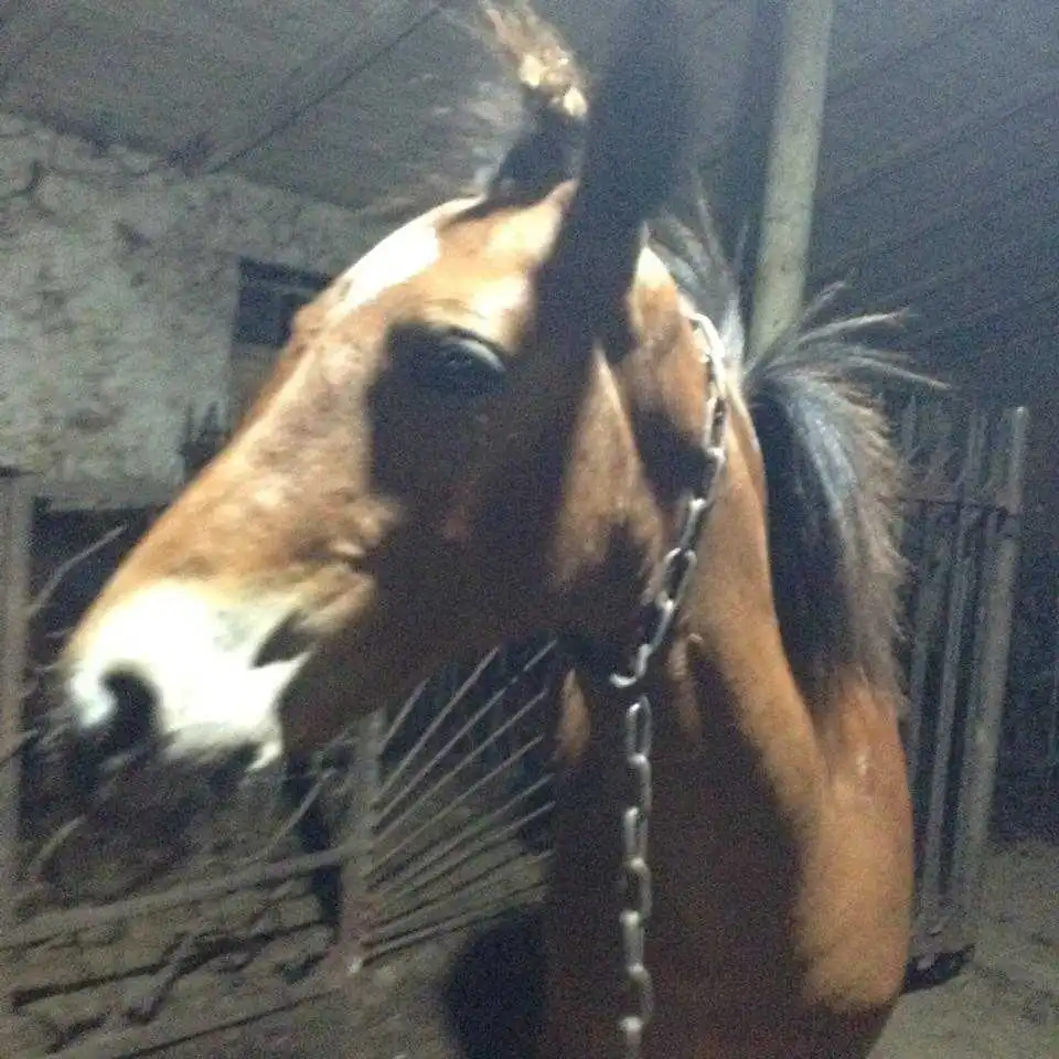 Волонтери у Кропивницькому врятували від м'ясокомбінату чарівне лоша (ВІДЕО)