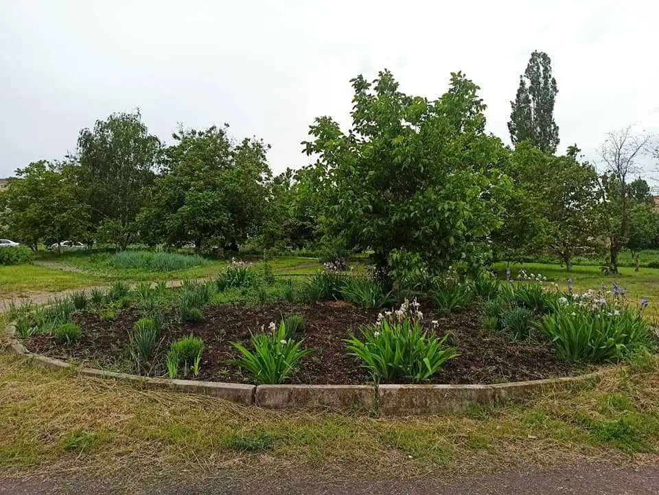 Жителів Кропивницького запрошують на толоку в просторі "На клумбі" фото 1