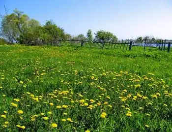 Іноземка подарувала посадовиці з Кіровоградщини 4 га землі фото 1