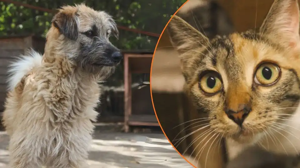 У притулку для тварин поблизу Кропивницького проведуть День відкритих дверей: як долучитися