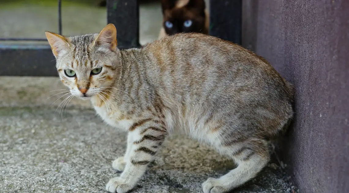 Сказ у домашнього кота