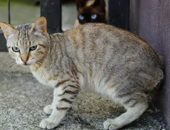 Сказ у домашнього кота