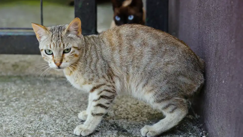 Сказ у домашнього кота