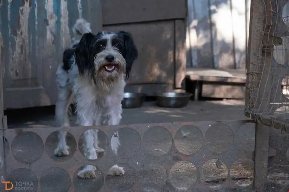 У Кропивницькому в притулку для тварин майже два тижні немає води, потрібна допомога