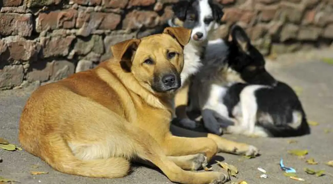На Кіровоградщині масово труять безпритульних собак фото 1