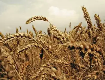 Кіровоградщина серед лідерів в Україні по збору зернових культур фото 1