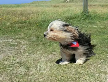 собака, вітер