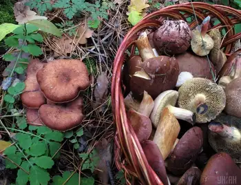 На Кіровоградщині троє людей отруїлися грибами фото 1