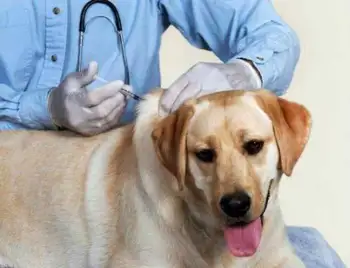 У Кропивницькому оштрафували власницю чотирьох собак за відмову їх щеплювати фото 1