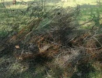 У Кpопивницькому спецінспекція затpимала осіб, які збиpали вінки на цвинтаpі (ФОТО) фото 1