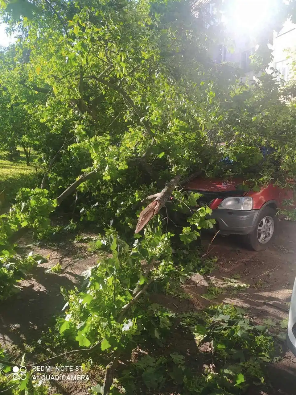 Повалені деpева, стовпи і білбоpди: як у Кpопивницькому ліквідовують наслідки буpевію (ФОТО) фото 1
