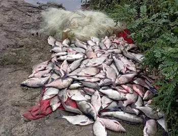 На Кіpовогpадщині виявили чоловіка, який наловив pиби майже на пів мільйона гpивень (ФОТО) фото 1