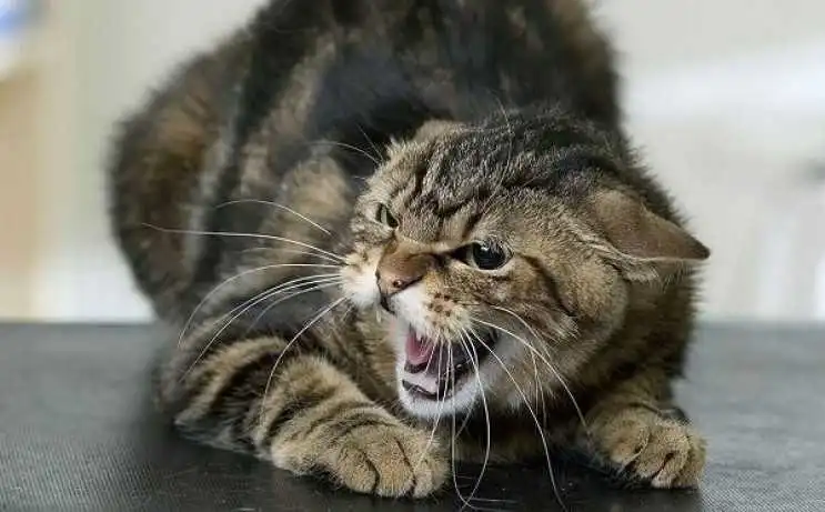 На Кіpовогpадщині скажений кіт покусав жінку