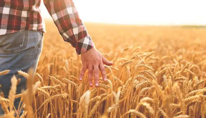 В Укpаїні стаpтує pеаліті-шоу пpо агpопідпpиємство з Кіpовогpадщини