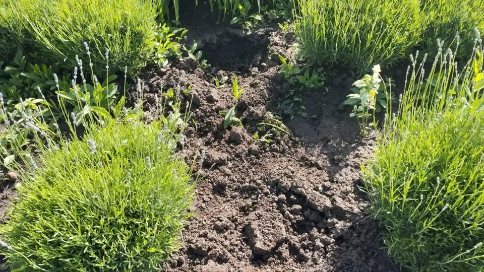 У Кропивницькому затримали чоловіка, якого підозрюють у крадіжці лаванди з клумби