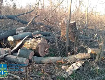 На Кіровоградщині чоловік вирубав у лісосмузі дерева цінних порід (ФОТО) фото 1