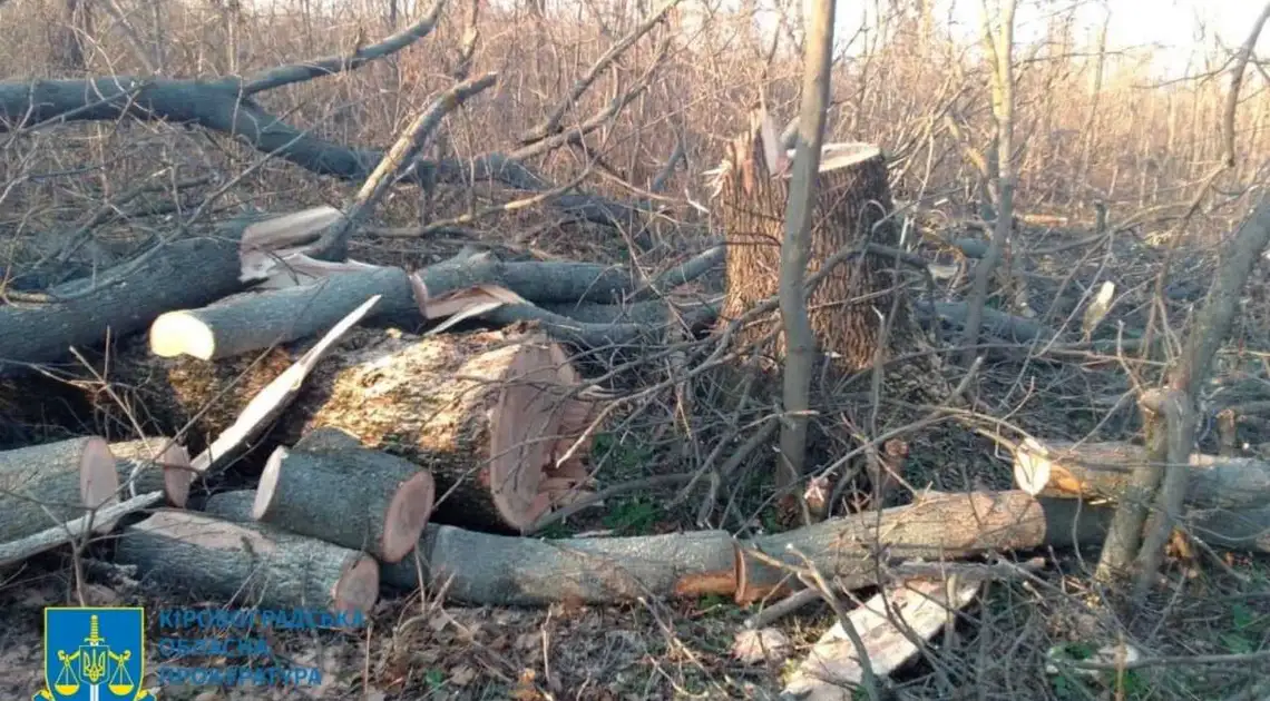 На Кіровоградщині чоловік вирубав у лісосмузі дерева цінних порід (ФОТО) фото 1