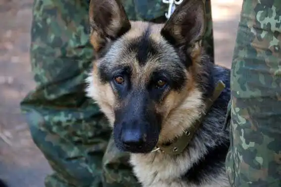 Кропивницький кінолог та Джессі знайшли у прифронтовій зоні зниклу дитину (ФОТО) фото 4