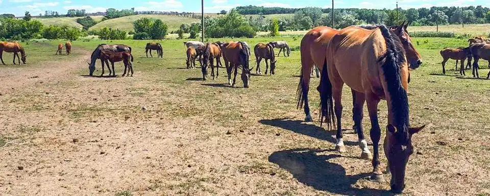 На Кіровоградщині розводять найшвидших скакунів у світі (ВІДЕО)