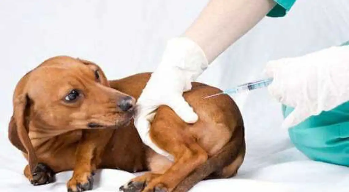 На Кіровоградщині 46 власників тварин оштрафували за відмову від вакцинації улюбленців фото 1