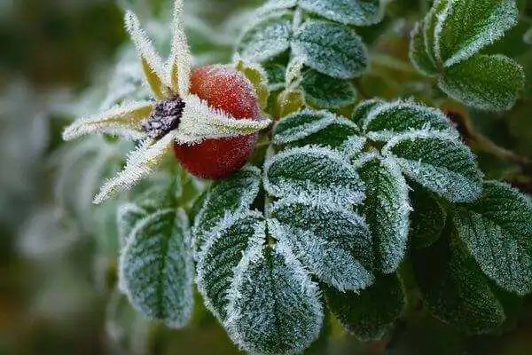 На Кіровоградщині попереджають про заморозки в найближчі дні
