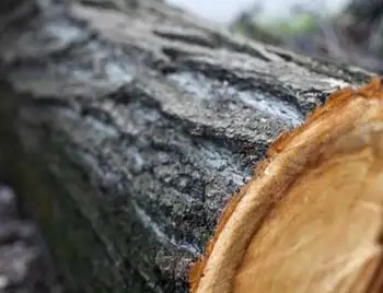 На Кіровоградщині 42-річний чоловік незаконно випилював дерева в лісосмузі фото 1