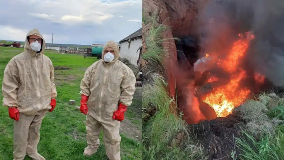 Спалювання свиней
