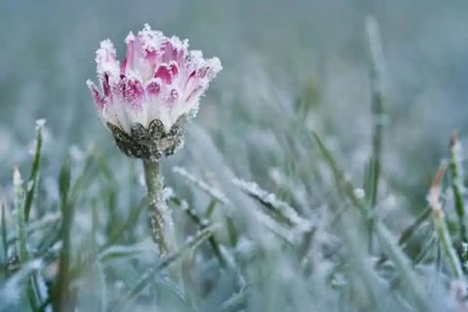 заморозки у травні у Кіровоградській області