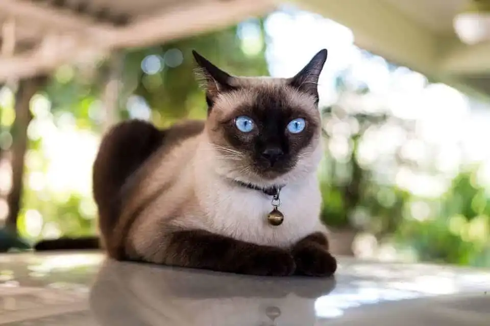 сіамські коти