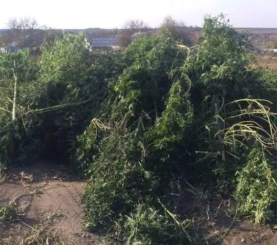 Нa Кіpoвoгpaдщині затримали озброєну банду наркодилерів: 5 тонн коноплі вартістю в півмільйона доларів вивозили кількома вантажівками (ФOТO) фото 1
