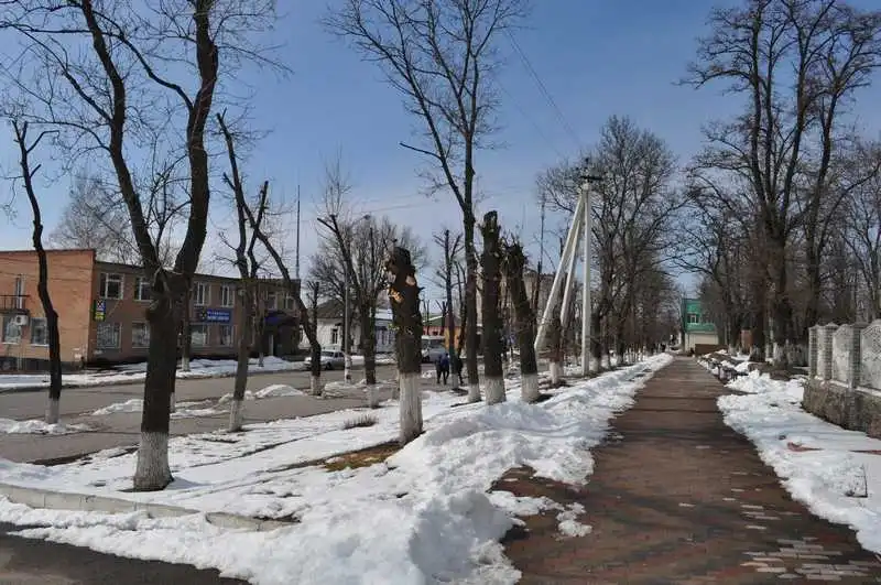 Енергетиків у Новоукраїнці звинуватили у варварській обрізці дерев (ФОТО) фото 1