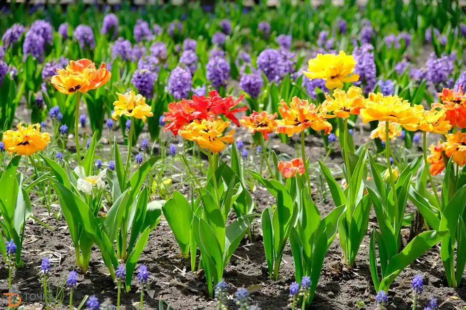 Тюльпанова феєрія: в Кропивницькому розквітло майже три мільйони квітів (ФОТО) фото 11