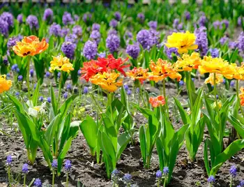 Тюльпанова феєрія: в Кропивницькому розквітло майже три мільйони квітів (ФОТО) фото 1