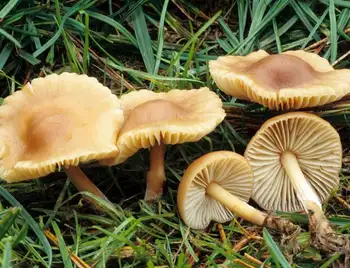 63-річна жителька Кіровоградщини отруїлася грибами фото 1