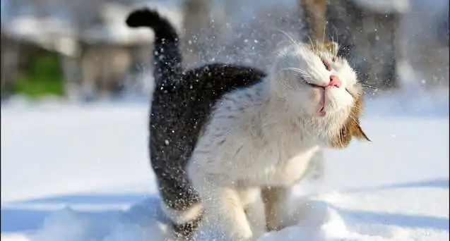 Сніг в Україні: синоптик дав детальний прогноз