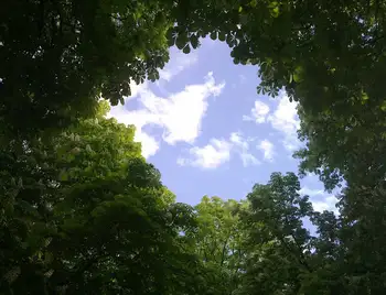 Цьогоріч у Кропивницькому висадять понад 400 дерев фото 1