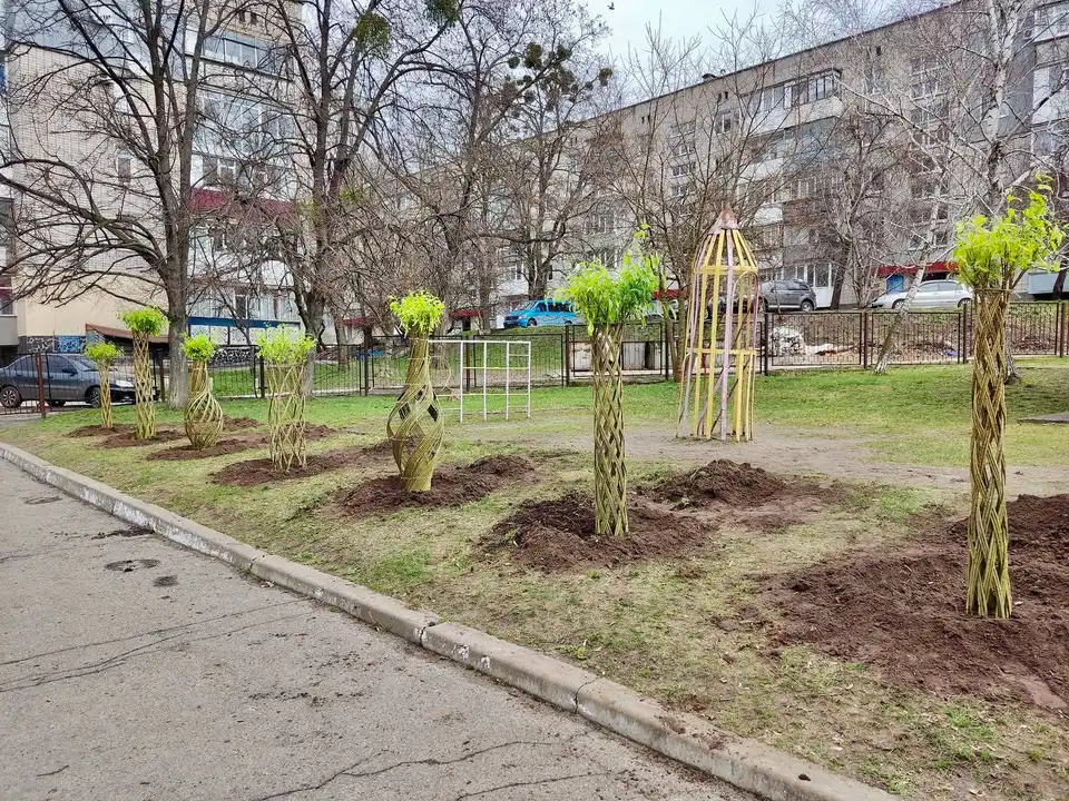 дерева